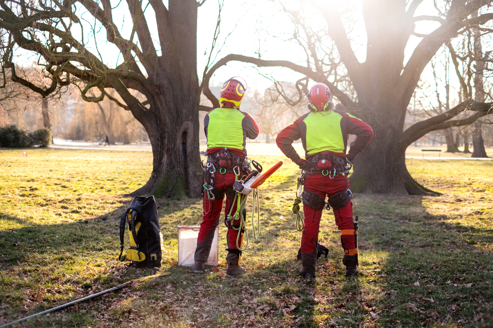 Two arborists evaluating a tree.