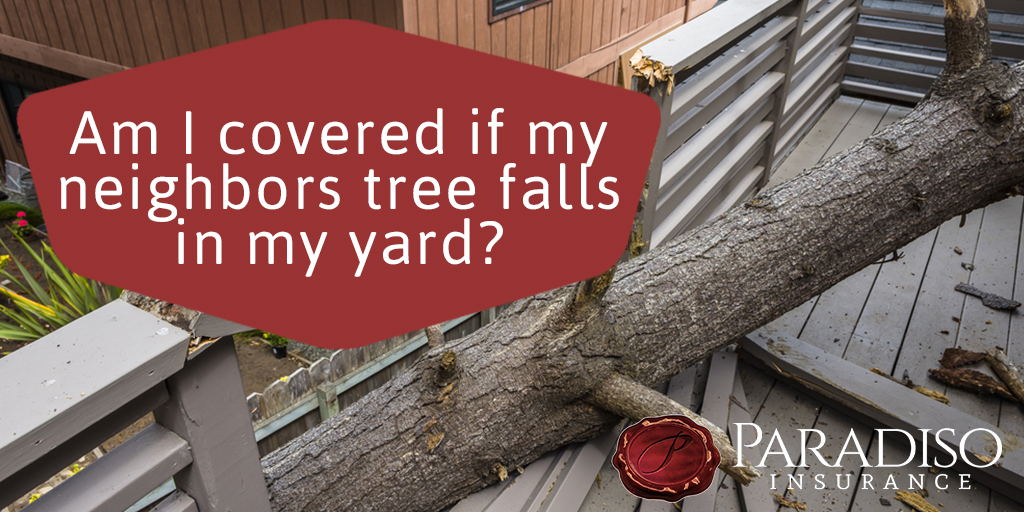 Help! My Neighbor's Tree Fell on My House, Now What? Paradiso Insurance