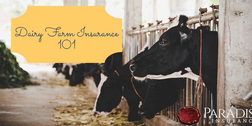 Protecting Your Dairy Farm With The Right Insurance