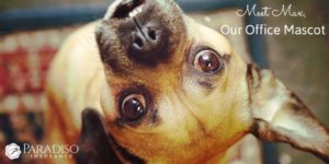 Read more about the article Meet Max, Our Office Mascot!