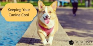 Read more about the article Keeping Your Canine Cool: Tips to Protect Your Pooch from the Summer Heat