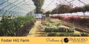 Read more about the article Partners of Paradiso: Foster Hill Farm