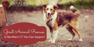 Read more about the article Great Animal Rescues in Northern CT You Can Support