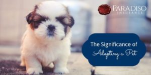 Read more about the article The Significance of Adopting a Pet: Why You Should Adopt, Not Shop