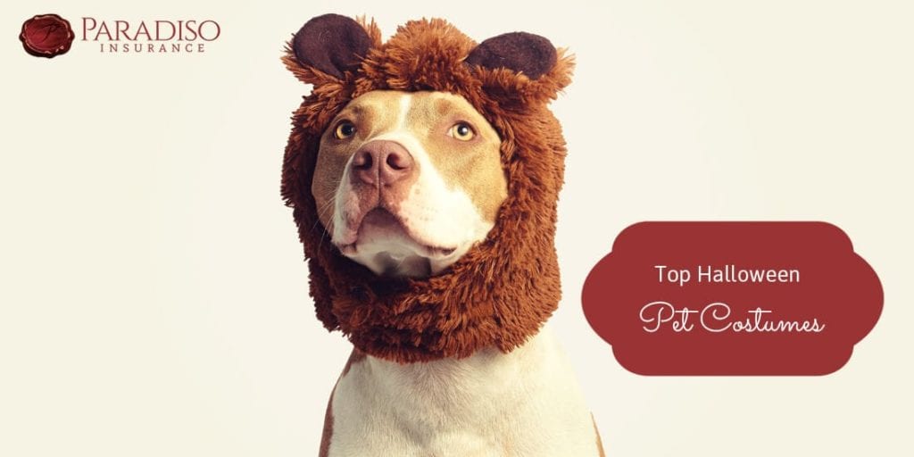 You are currently viewing Top Halloween Pet Costumes