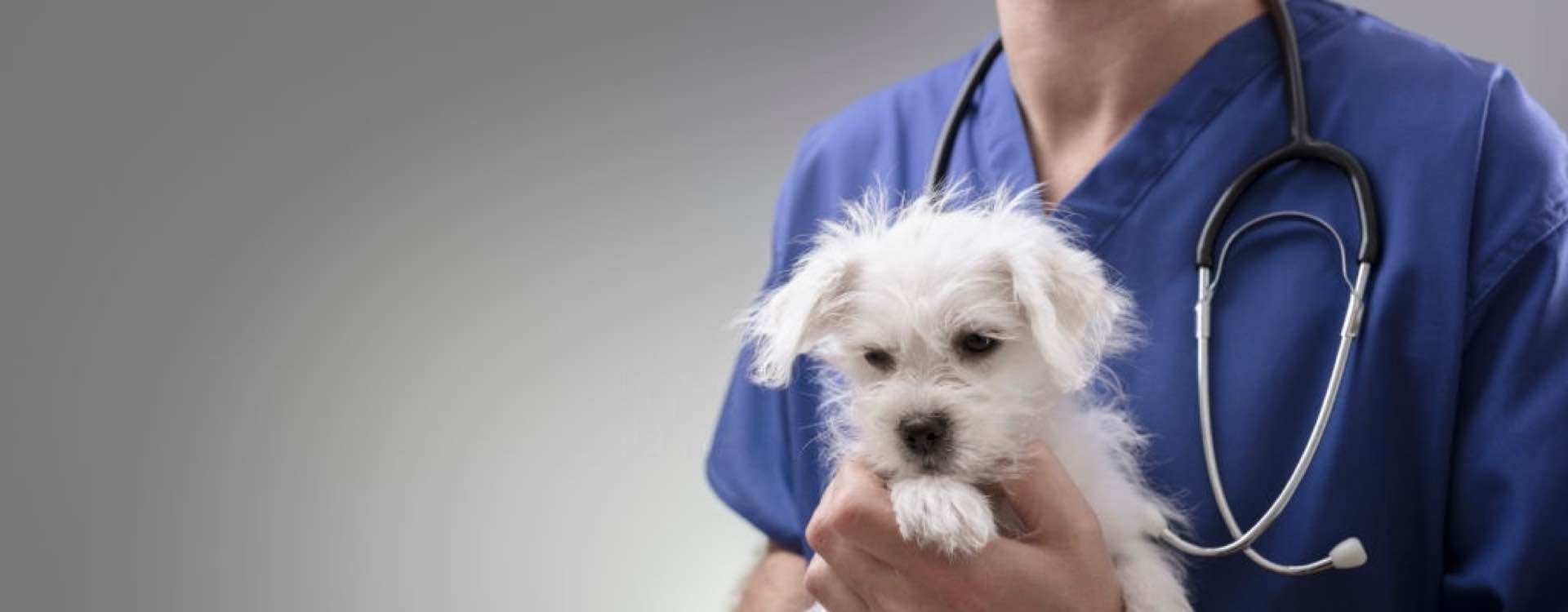 Veterinarian Insurance in Connecticut Paradiso Insurance